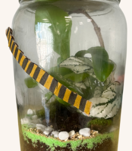 Les membres du Club Nature réalisent leurs propres terrariums.