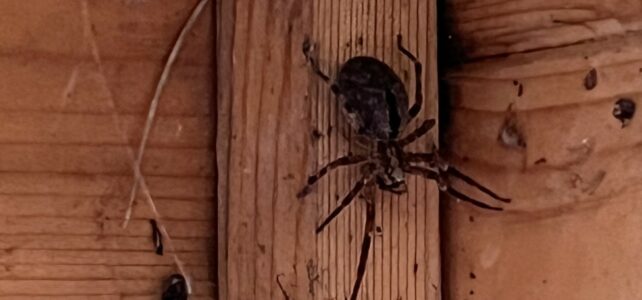 L’abri de jardin reprend vie !