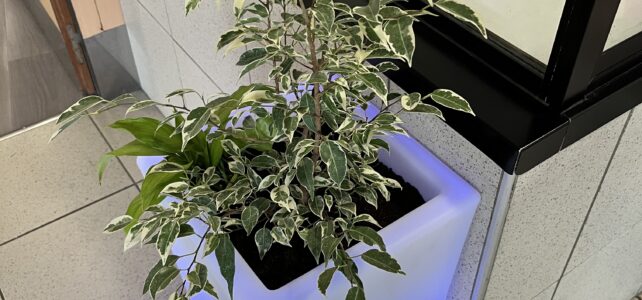 Le hall du collège se met au vert grâce au Club Nature Le hall du collège se met au vert grâce au Club Nature